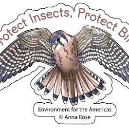 2024 WMBD Bird & Insect Images (English)