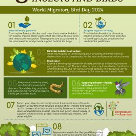 2024 WMBD Infographic (English & Spanish & Franch)