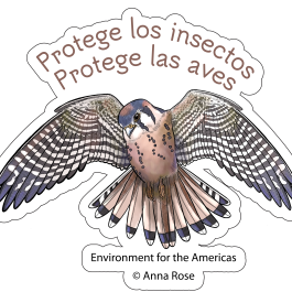 2024 WMBD Bird & Insect Images (Spanish)