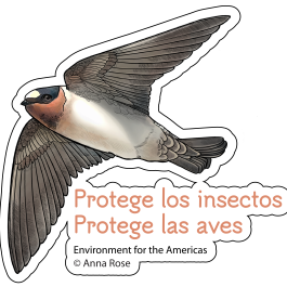 2024 WMBD Bird & Insect Images (Spanish)