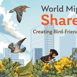 2025 WMBD Facebook Banner (Multiple languages)