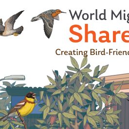 2025 WMBD Facebook Banner (Multiple languages)