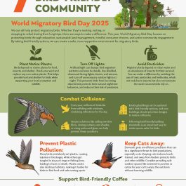 2025 WMBD Infographic (Multiple languages)