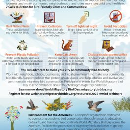 2025 WMBD One Pager (Multiple languages)