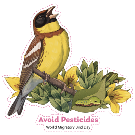 2025 WMBD Bird Images (English)