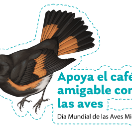 2025 WMBD Bird Images (Spanish)